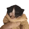 Cat Sticker