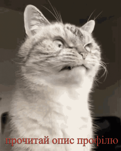Cat GIF