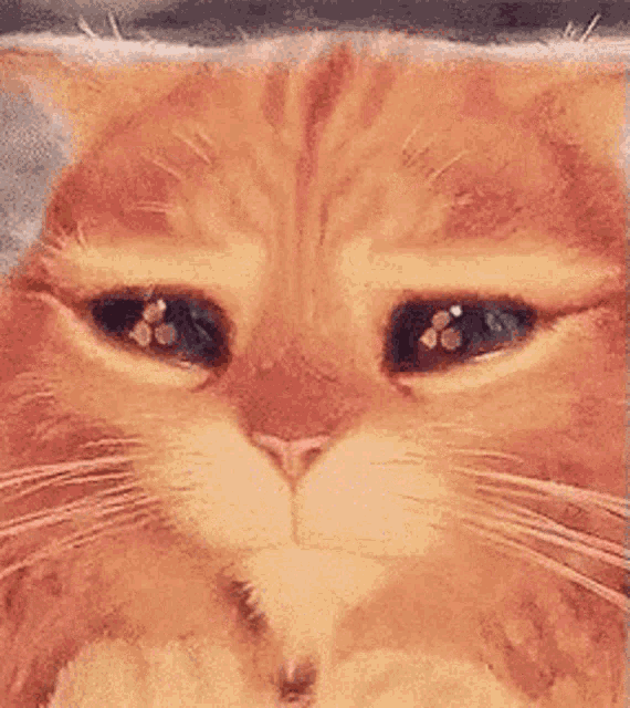 Cat GIF