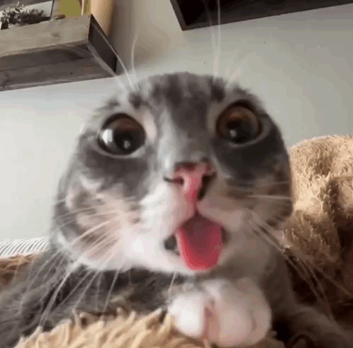 Cat GIF