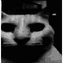 Cat Sticker