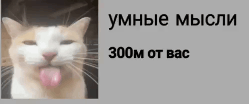 Cat GIF