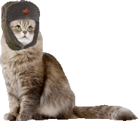 Cat Sticker
