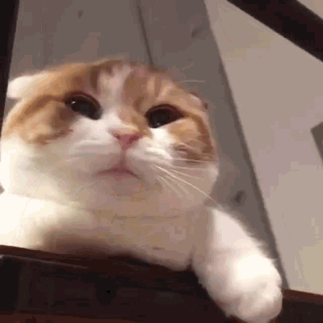Cat Yawn GIF