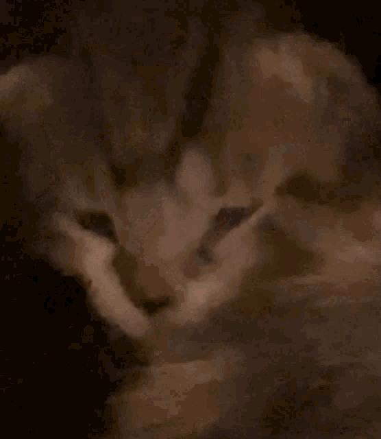 Cat Yawn GIF