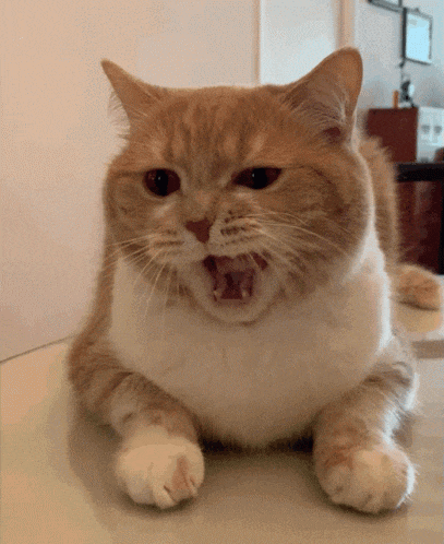 Cat Yawn GIF