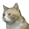 Cat Yawn Sticker