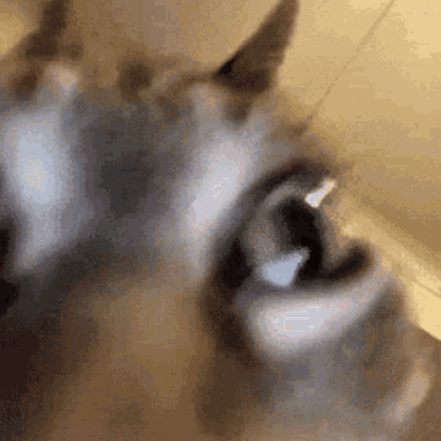 Cat GIF. This 498 x 498 animated GIF is part of our lady and the tramp siamese cats collection. Related themes include cat. Created by dwightlover. View the…