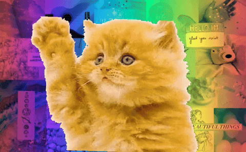 Cat GIF