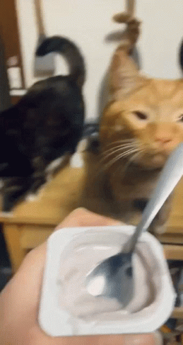 Cat Yogurt GIF