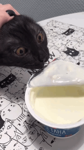Cat Yogurt GIF