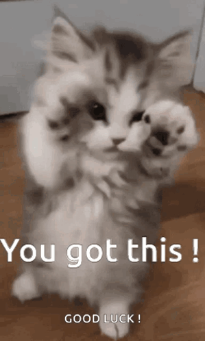 Cat You Got This GIF