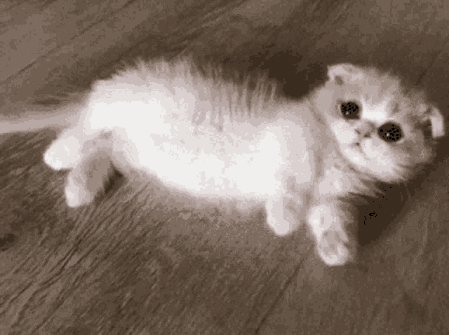 Cat GIF