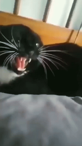 Cat GIF