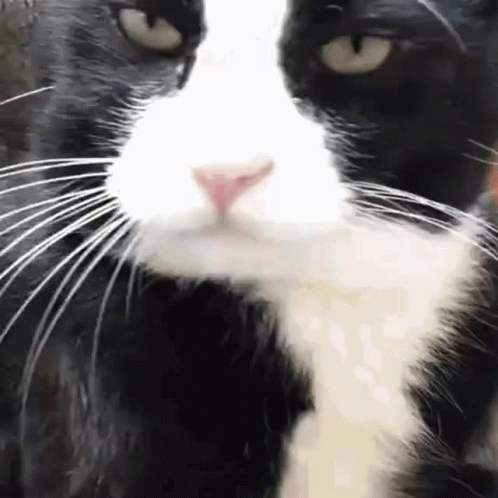 Cat GIF