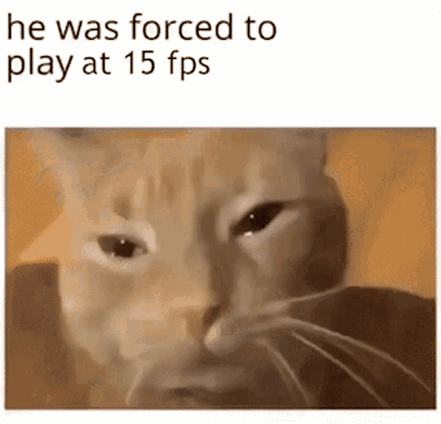 Cat15fps GIF