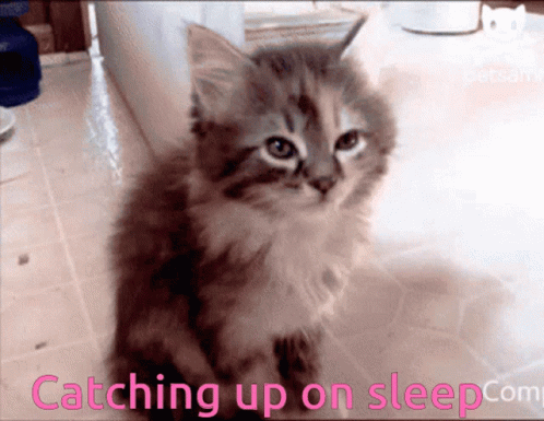 Catching Up On Sleep Tired GIF. This 498 x 385 animated GIF is part of our sneaking up on someone collection. Related themes include cat, cute, sleeping…