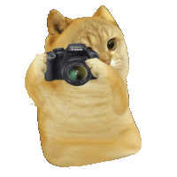 Catcoin Funny Cat Sticker