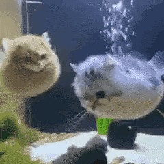 Catfish Cat Swimming GIF