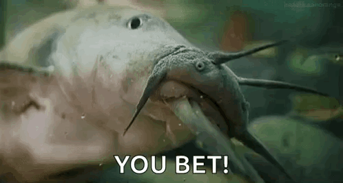 Catfish Catfisha GIF