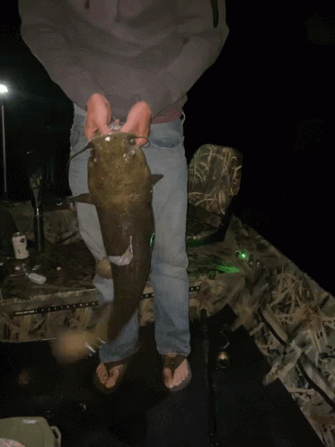 Catfish Fishing GIF
