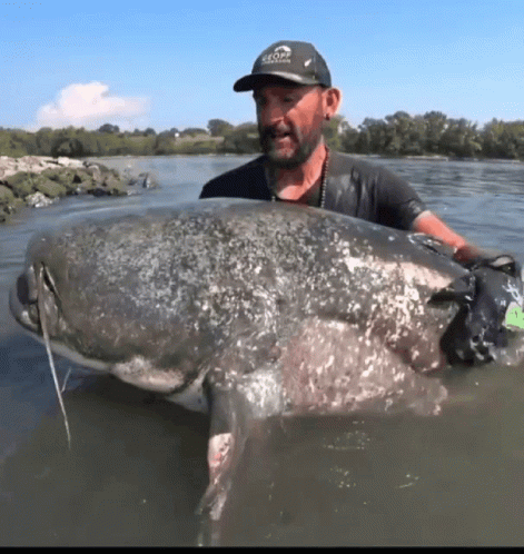 Catfish World Yuri Grisendi GIF