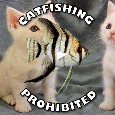 Catfishing Stolen Identity GIF