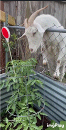 Cathyasl Goat Tongue GIF