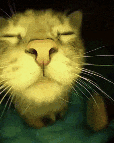 Catjam Disco GIF
