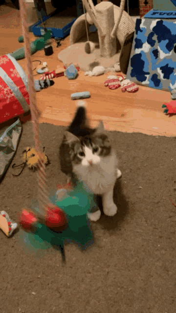 Catjump Kittenjump GIF