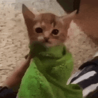 Catpoof GIF