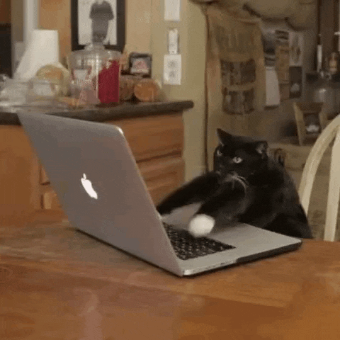 Cats-2 GIF