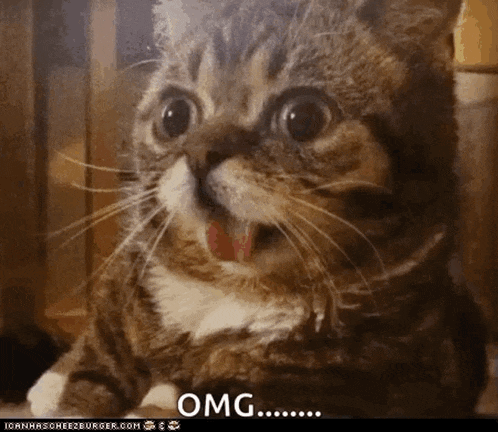 Cats Animals GIF