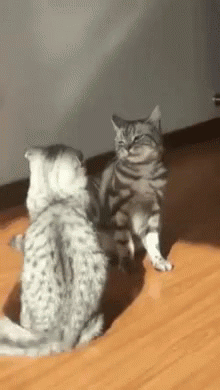 Cats Body Slam GIF