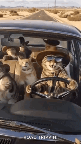 Cats Car GIF