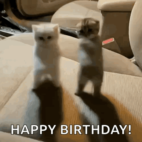 Cats Dance Ai Cat Kitty Car Dancing Cool Funny Gif Every Day GIF