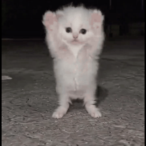 Cats Dance Ai GIF