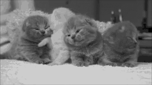Cats GIF
