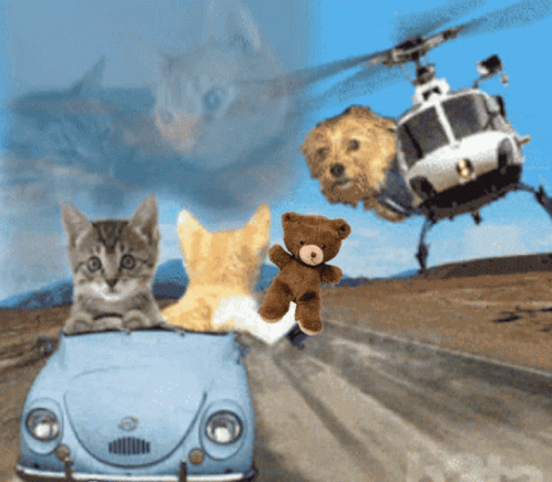 Cats Driving GIF