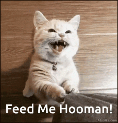 Cats Feed Me Hooman GIF