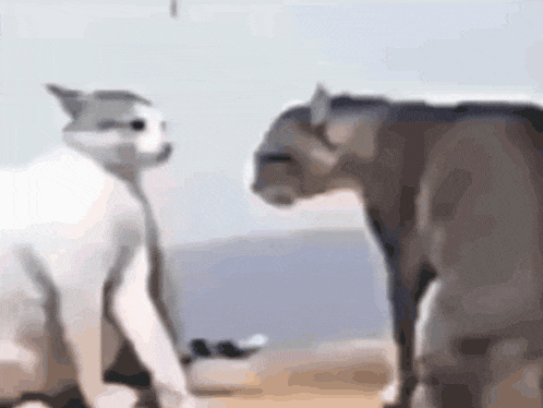 Cats Fighting Break Dance GIF