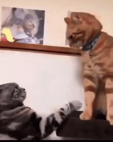 Cats Fighting Cat GIF