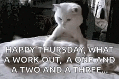 Cats Funny Animals GIF. This 498 x 334 animated GIF is part of our lustiger dienstag collection. Related themes include cute, funny, funny animals. Created…