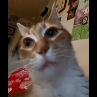 Cats Funny Cat GIF. This 320 x 320 animated GIF is part of our funny sad collection. Related themes include cat, funny, funny cat. Created by itcha_me. View…