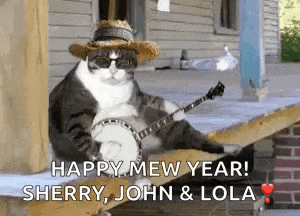Cats Funny GIF