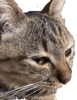 Cats Sticker
