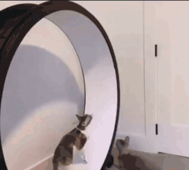 Cats Jumping GIF