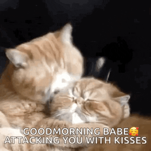 Cats Kiss GIF