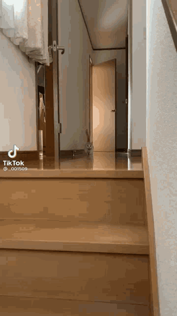 Cats Kitten GIF