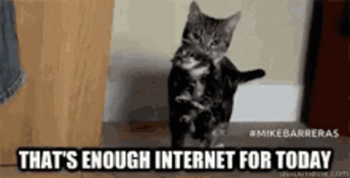 Cats Kitten GIF. This 498 x 253 animated GIF is part of our suficiente internet por hoy collection. Related themes include cute, kitten, thats enough…